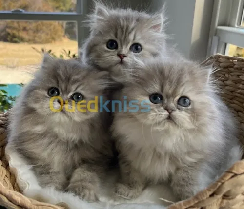 Chats persan