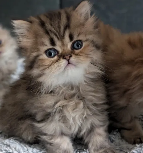 Chats persan pure race