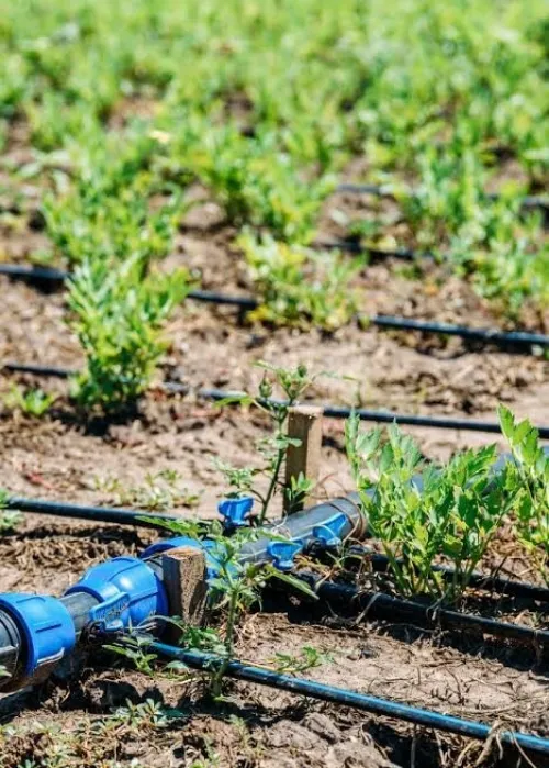 Réseau d'irrigation شبكة الري