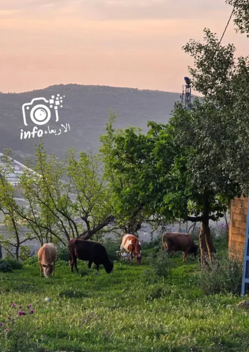 Vente Terrain Blida Djebara