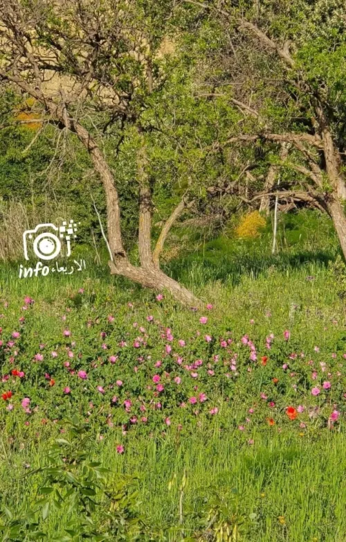 Vente Terrain Blida Djebara