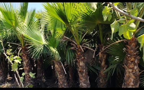 Palmier Washingtonia 