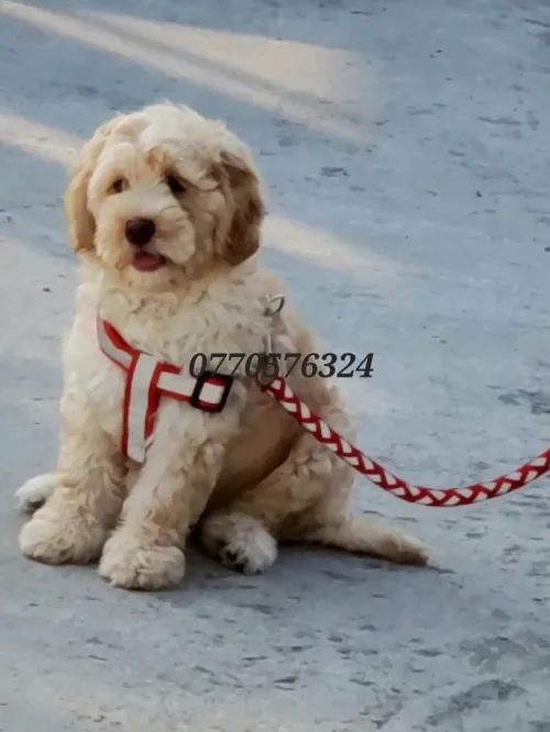 بيع كبب نوع كانيش عمره شهرين