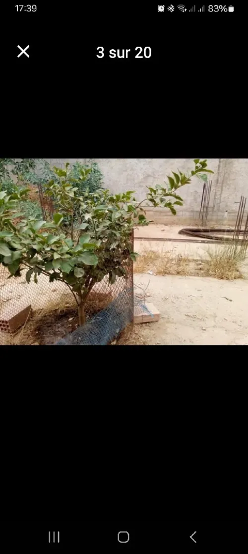 Vente Terrain Oran Boufatis