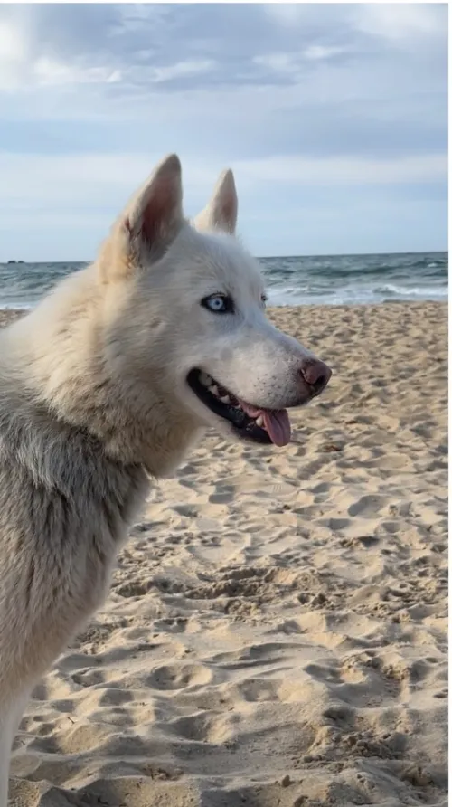 Husky femelle 