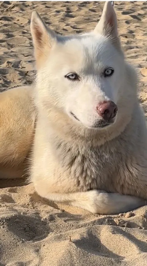 Husky femelle 