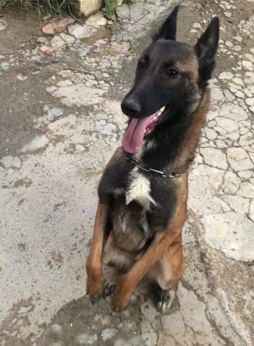 Malinois 