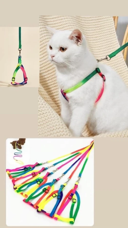 Accessoires pour chats 