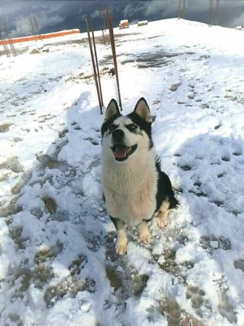 À VENDRE Superbe Husky miniature   