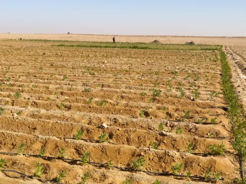 Vente Terrain Agricole Biskra Lioua