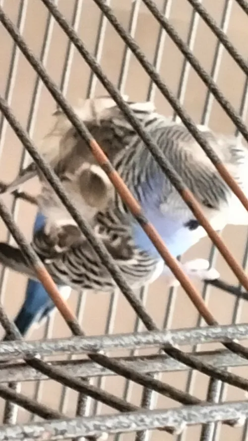 Couple perruches type anglais avec une grande cage en Cadeau 