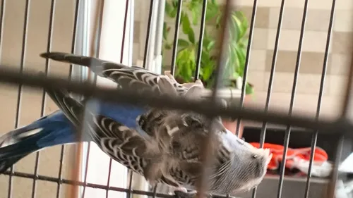 Couple perruches type anglais avec une grande cage en Cadeau 