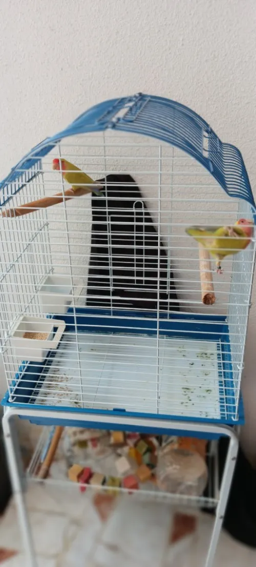 Oiseau inséparable