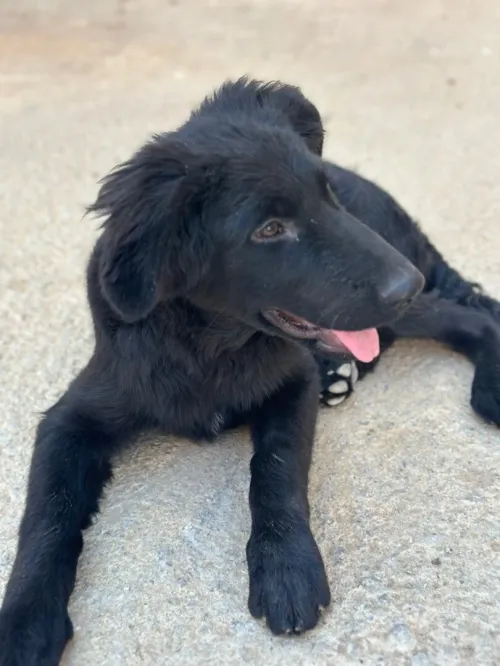 Chien labrador 
