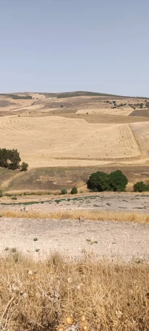 Vente Terrain Agricole Guelma Ain makhlouf