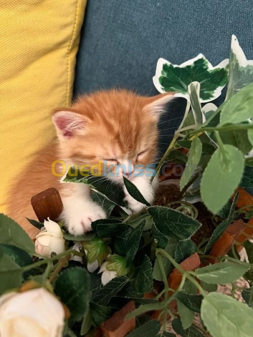  Chat persan 
