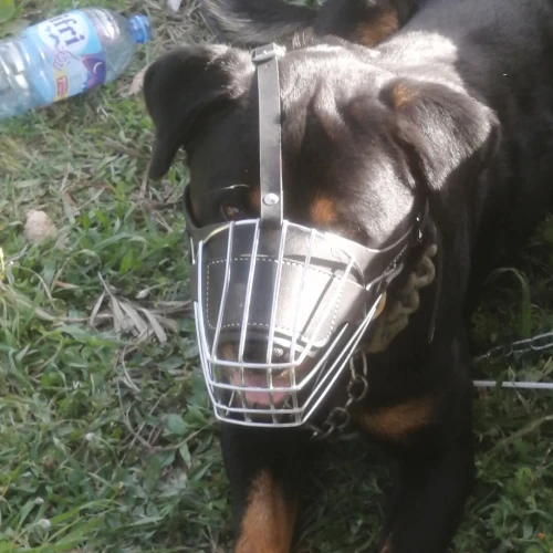 Chiot rottweiler