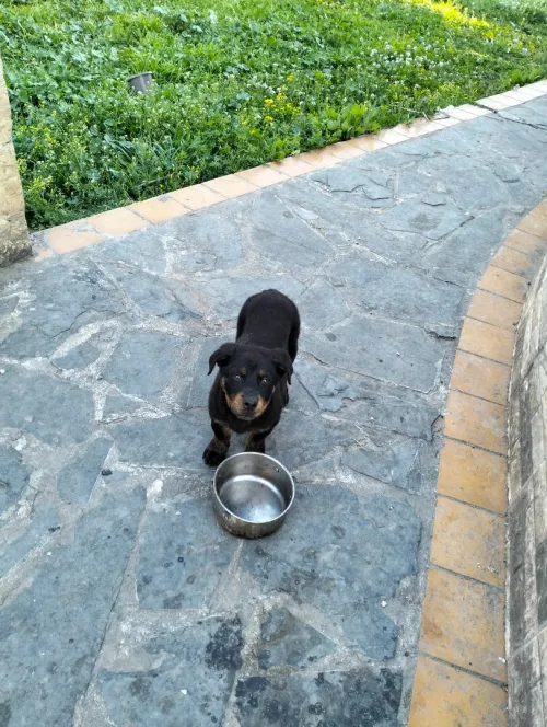 Chiot rottweiler
