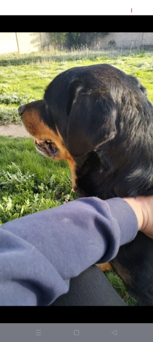 Rottweiler
