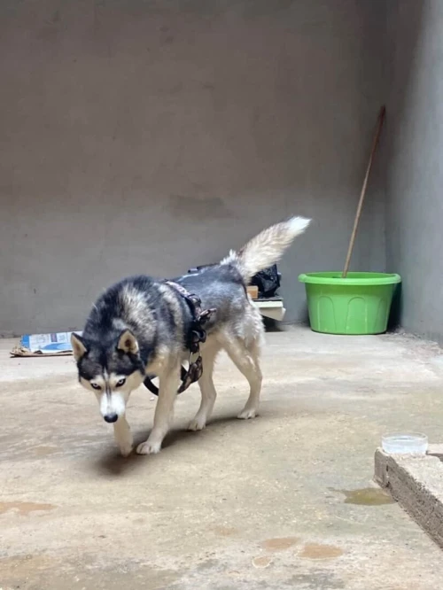 Husky seberian 8mois