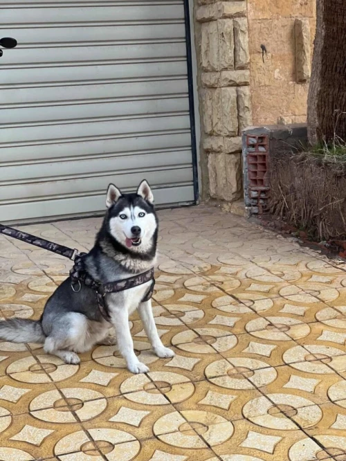 Huski seberian