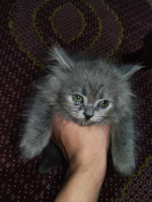 Chats à vendre