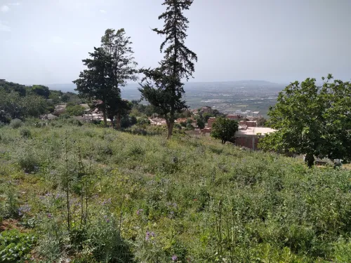 Vente Terrain Blida Meftah