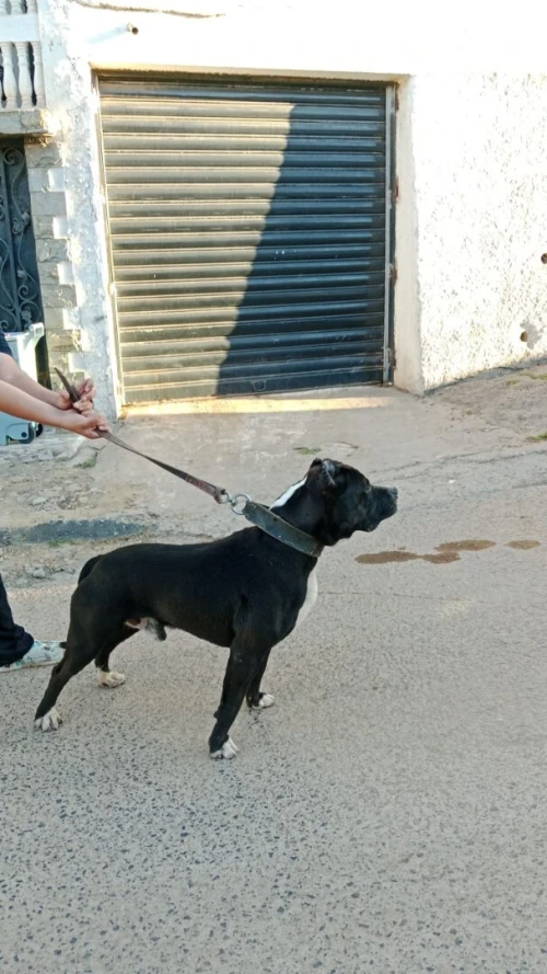 Chien