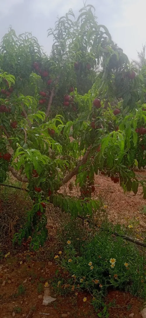 Vente Terrain Agricole Djelfa Benhar