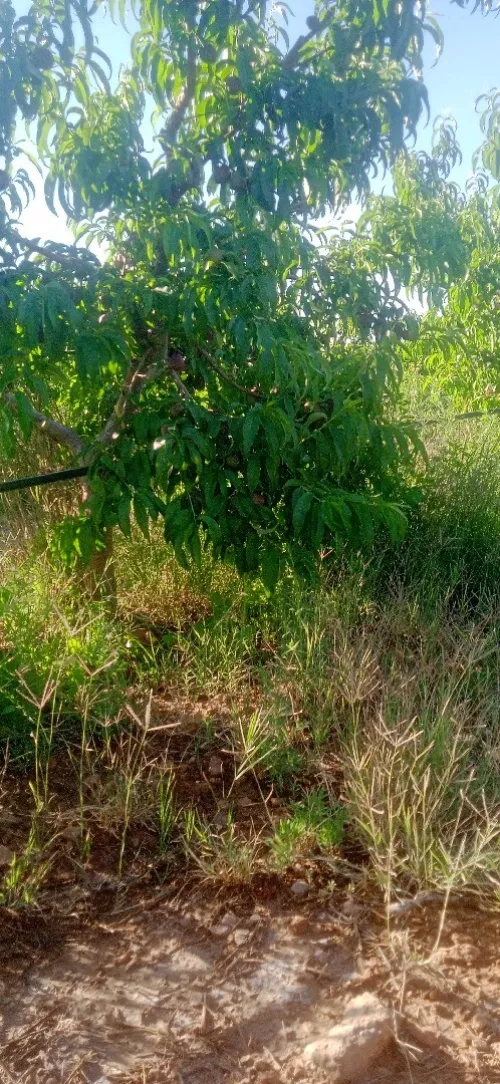 Vente Terrain Agricole Djelfa Benhar