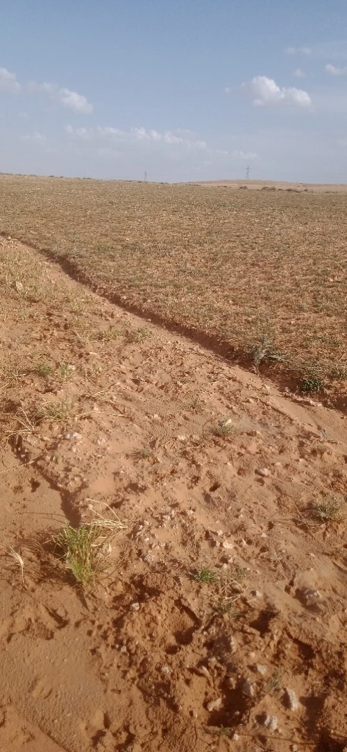 Vente Terrain Agricole Djelfa Had sahary 2