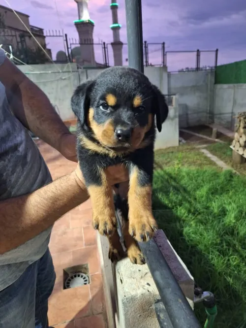 Rottweiler chiot 