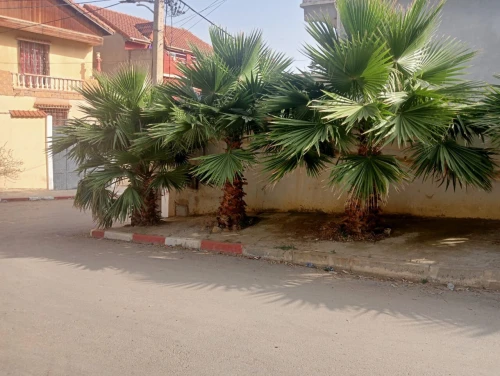 Vente Villa Blida Blida