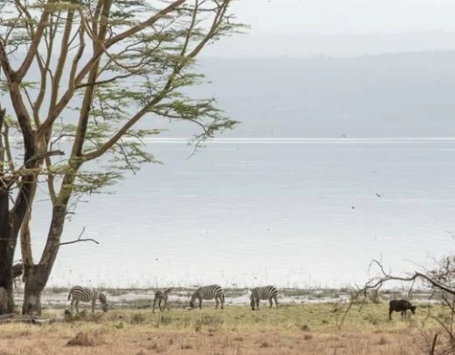  SAFARI DE LUXE AU KENYA  10 JOURS / 9 NUITS PRIX A PARTIR 354 999 DZD PAR PERSONNE 