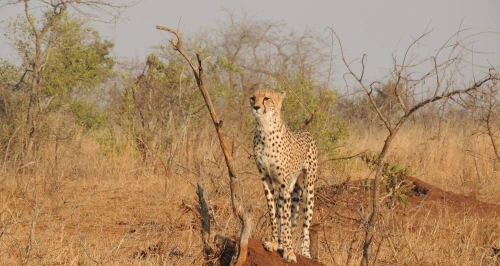  SAFARI DE LUXE AU KENYA  10 JOURS / 9 NUITS PRIX A PARTIR 354 999 DZD PAR PERSONNE 