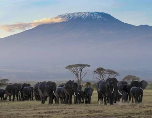  SAFARI DE LUXE AU KENYA  10 JOURS / 9 NUITS PRIX A PARTIR 354 999 DZD PAR PERSONNE 