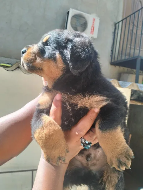 Chiots Rottweiller