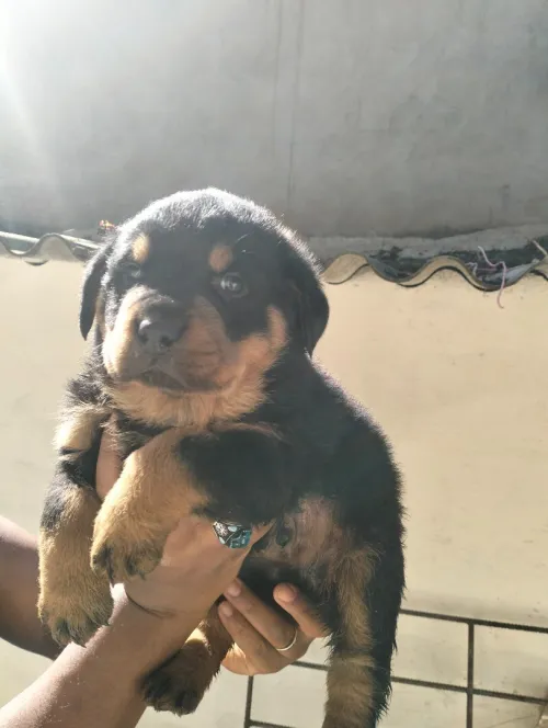 Chiots Rottweiller