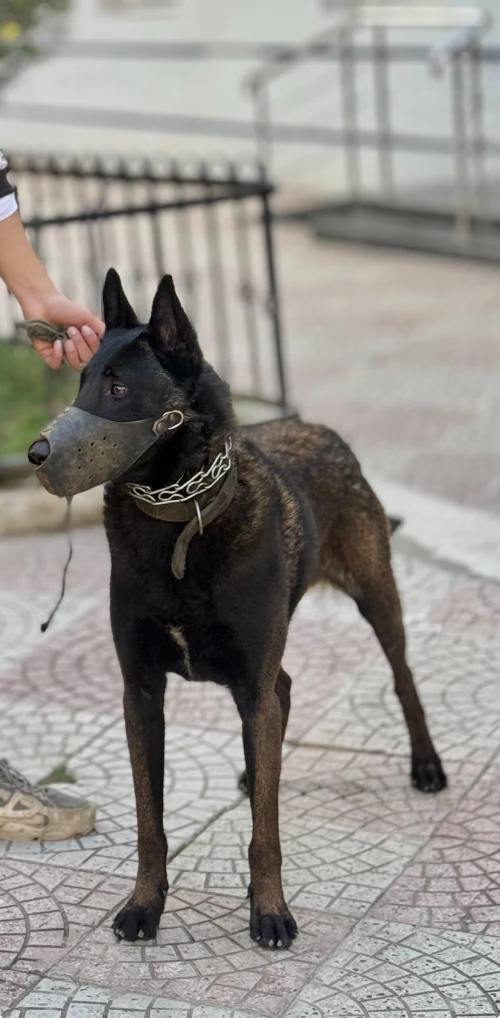 Malinoi