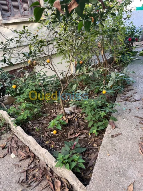 Vente Terrain Alger Kouba