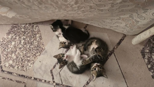 Chatte et chatons pour adoption