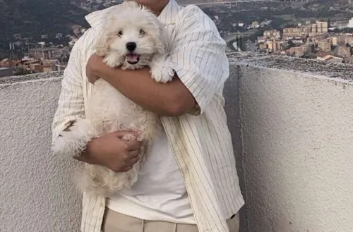 Bichon maltais a vendre