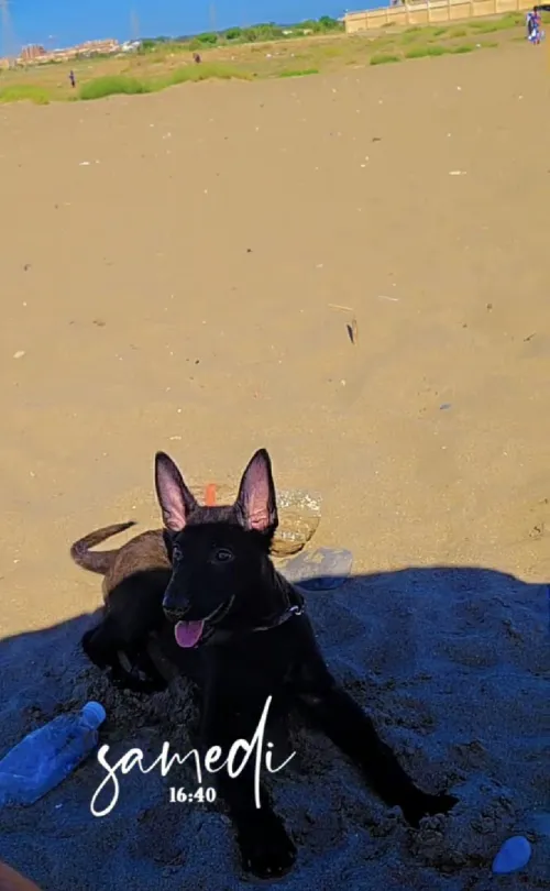 Femelle malinois 