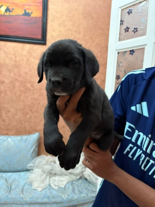Chiots cane corso 3andhoum 50 jours pour race