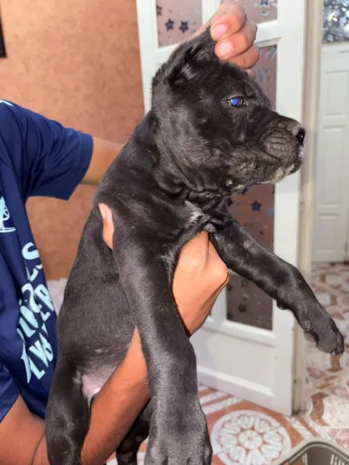 Chiots cane corso pur race 3andhoum 50 jours 