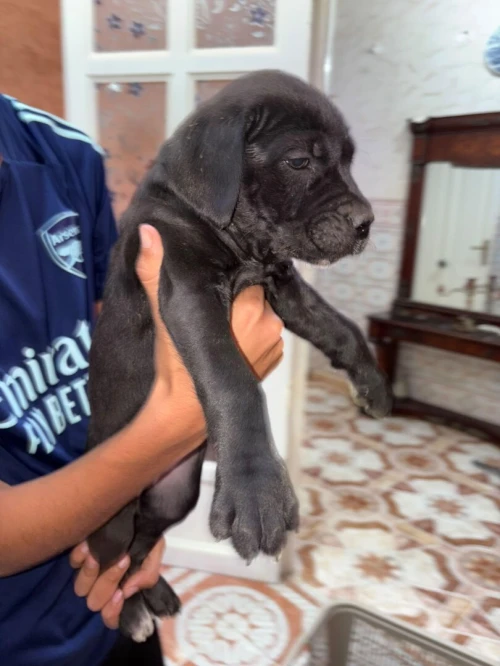 Chiots cane corso 3andhoum 50 jours pour race