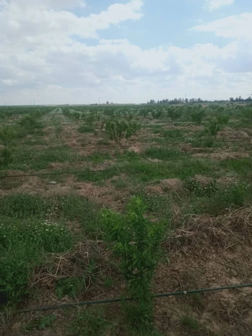 Vente Terrain Agricole Djelfa Birine
