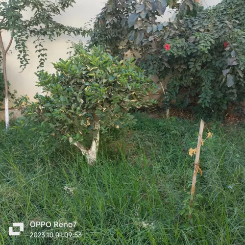Vente Villa Blida Blida