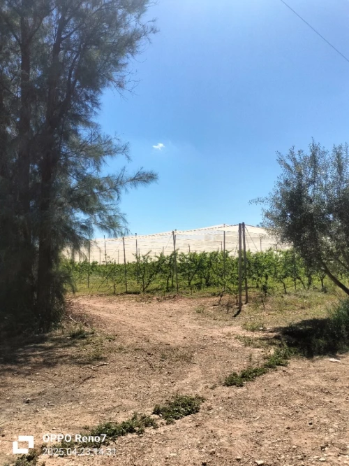 Vente Terrain Agricole Djelfa Hassi fedoul