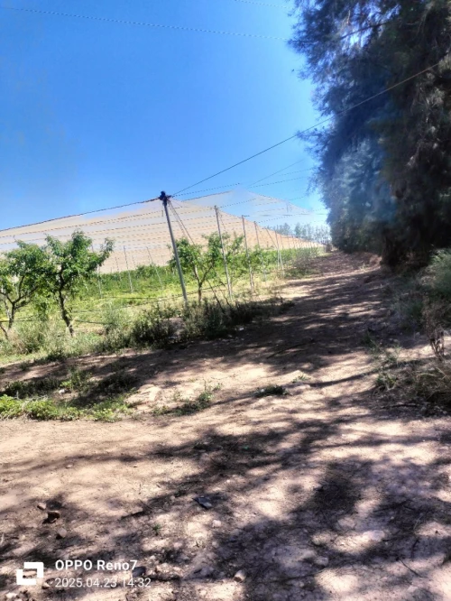 Vente Terrain Agricole Djelfa Hassi fedoul